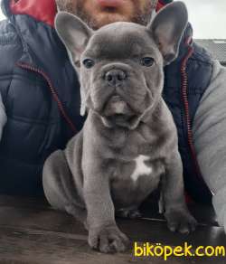 Blue French Bulldog Yavruları 3