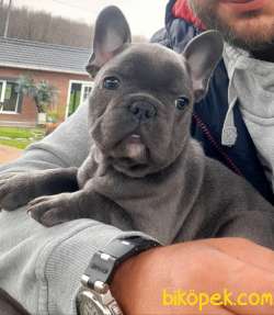 Blue French Bulldog Yavruları