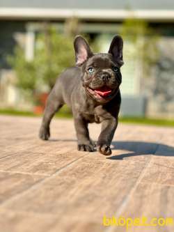 Blue French Bulldog Yavruları 1