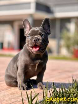 Blue French Bulldog Yavruları 4