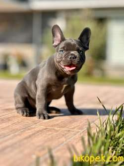 Blue French Bulldog Yavruları 3