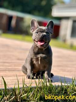 Blue French Bulldog Yavruları 2