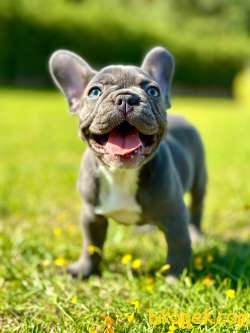 Blue French Bulldog Yavruları 3