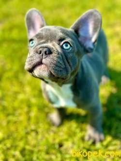 Blue French Bulldog Yavruları 2