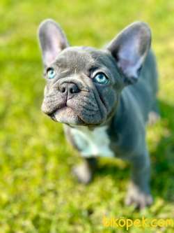 Blue French Bulldog Yavruları 1