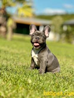 Blue French Bulldog Yavruları 1