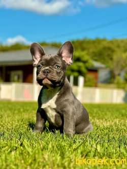 Blue French Bulldog Yavruları 2