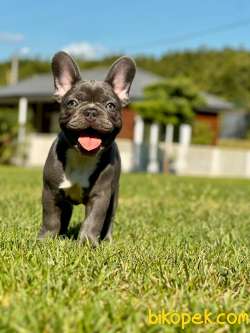 Blue French Bulldog Yavruları 2