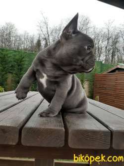 Blue French Bulldog Yavruları Istanbul 4