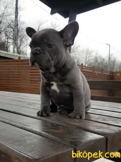 Blue French Bulldog Yavruları Istanbul 5