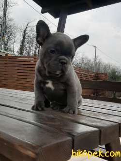 Blue French Bulldog Yavruları Istanbul 3