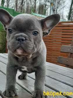 Blue French Bulldog Yavruları Istanbul 2