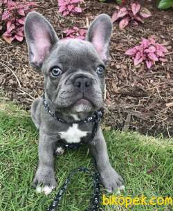 Blue Frenchbulldog Gri Mavi Gözlü Orjinal Safkan Füme 2