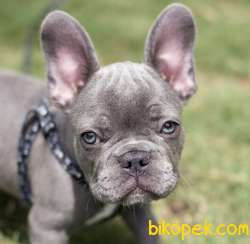 Blue Frenchbulldog Gri Mavi Gözlü Orjinal Safkan Füme 1
