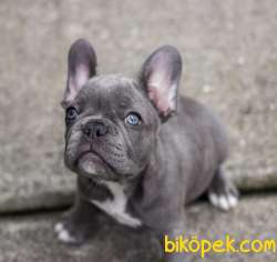 Blue Frenchbulldog Gri Mavi Gözlü Orjinal Safkan Füme 3
