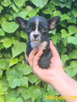 BLUE GEN FRENCH BULLDOG YAVRULARIMIZ 4