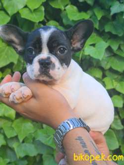 BLUE GEN FRENCH BULLDOG YAVRULARIMIZ 3