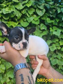 BLUE GEN FRENCH BULLDOG YAVRULARIMIZ 1