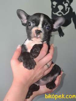 BLUE GEN FRENCH BULLDOG YAVRULARIMIZ 2