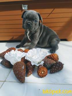 Blue Gri Mavi Gözlü Füme Frenchbulldog Safkan Orjinal 3