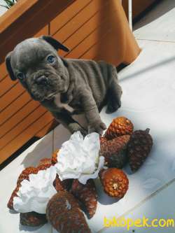 Blue Gri Mavi Gözlü Füme Frenchbulldog Safkan Orjinal 2