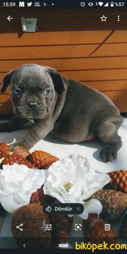 Blue Gri Mavi Gözlü Füme Frenchbulldog Safkan Orjinal 4