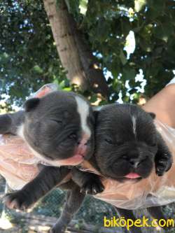 Blue Irk Ve Sağlık Garantili Fransız Bulldog Yavrular 3