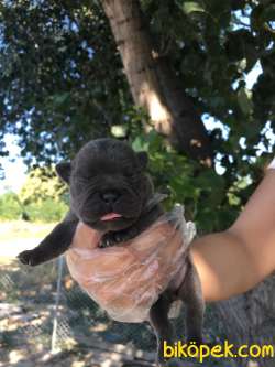 Blue Irk Ve Sağlık Garantili Fransız Bulldog Yavrular 2