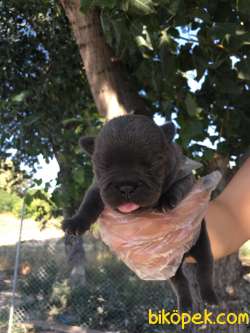 Blue Irk Ve Sağlık Garantili Fransız Bulldog Yavrular 4