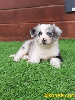 Blue Marley Border Collie Yavrular 1