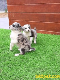 Blue Marley Border Collie Yavrular 4
