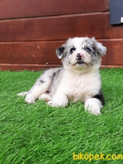 Blue Marley Border Collie Yavrular 2