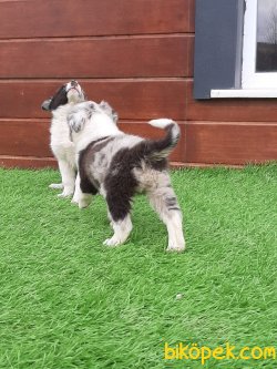 Blue Marley Border Collie Yavrular 3