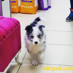 Blue  Marley Border Collie Yavrular 2