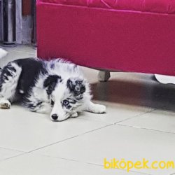 Blue  Marley Border Collie Yavrular 1