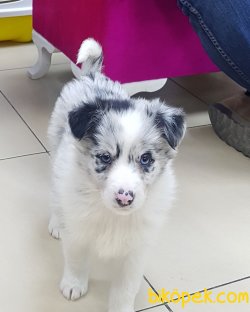 Blue  Marley Border Collie Yavrular 4
