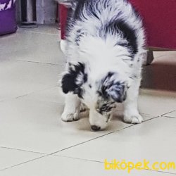 Blue  Marley Border Collie Yavrular 3