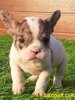 Blue Marley French Bulldog Yavruları 3