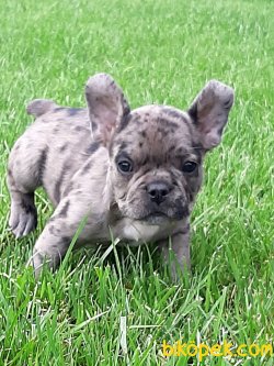 Blue Marley French Bulldog Yavruları 2