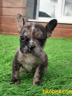 Blue Merla French Bulldog Yavruları 1