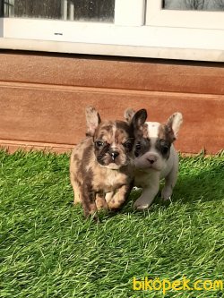 Blue Merla French Bulldog Yavruları 4