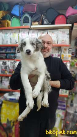 Blue Merle Border Colie Yavruları Teslime Hazır 2