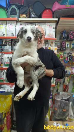 Blue Merle Border Colie Yavruları Teslime Hazır 1