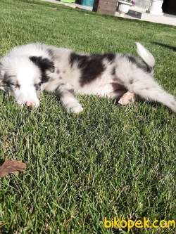 Blue Merle Border Colli Yavruları 2