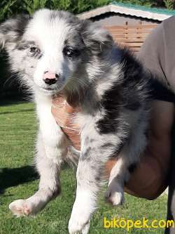 Blue Merle Border Colli Yavruları 3