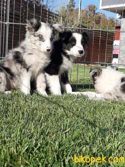 Blue Merle Border Colli Yavruları 5