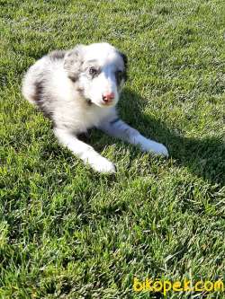 Blue Merle Border Colli Yavruları 4