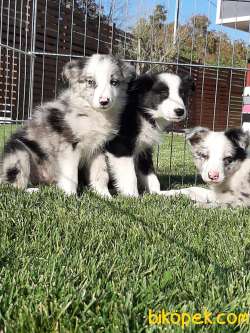 Blue Merle Border Colli Yavruları 1