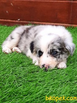 Blue Merle Border Collie Yavruları 2