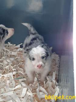 BLUE MERLE BORDER COLLİE YAVRULARI 1